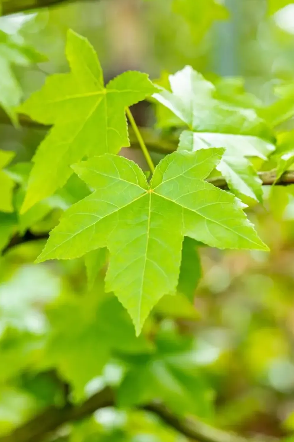 Liquidambar styraciflua (Amberboom)
