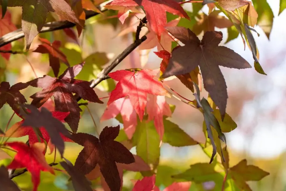 Liquidambar styraciflua (Amberboom)