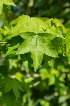 Liquidambar styraciflua (Amberboom)