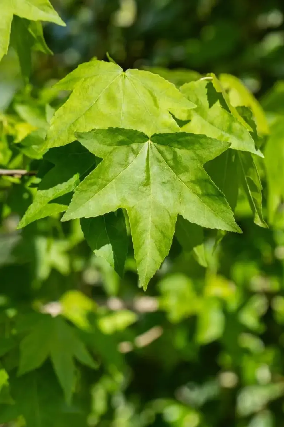 Liquidambar styraciflua (Amberboom)