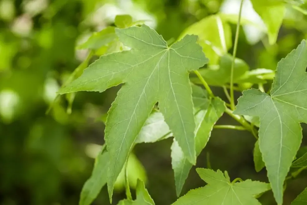 Liquidambar styraciflua (Amberboom)