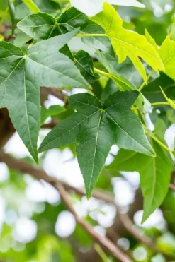 Liquidambar styraciflua (Amberboom)