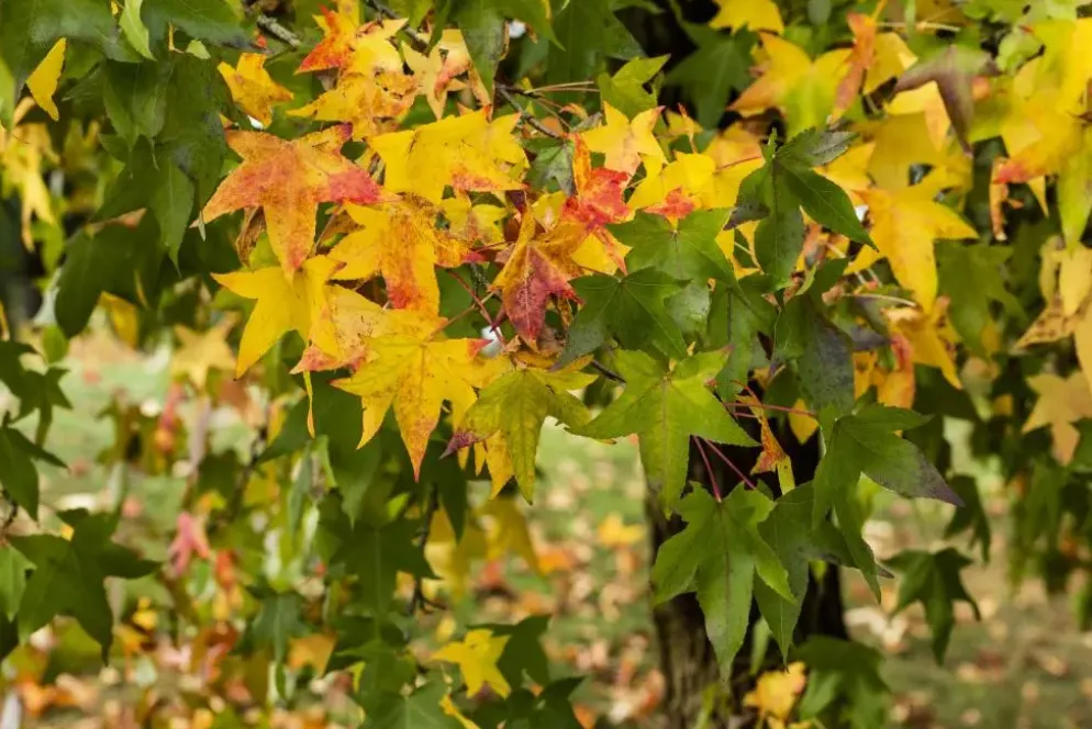 Liquidambar styraciflua (Amberboom)