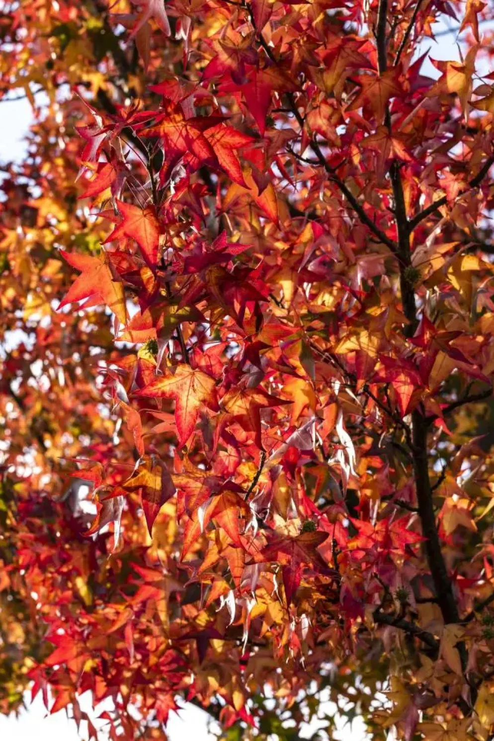Liquidambar styraciflua (Amberboom)
