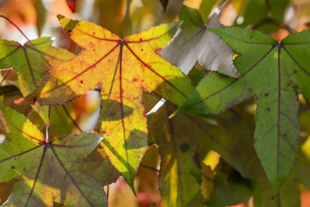 Liquidambar styraciflua (Amberboom)