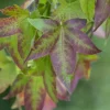 Liquidambar styraciflua (Amberboom)