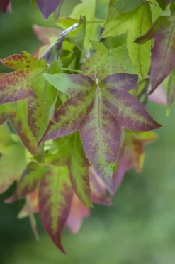 Liquidambar styraciflua (Amberboom)