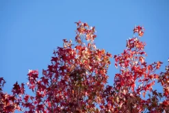 Liquidambar styraciflua (Amberboom)