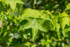 Liquidambar styraciflua (Amberboom)
