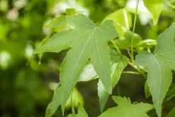Liquidambar styraciflua (Amberboom)