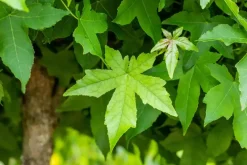 Liquidambar styraciflua (Amberboom)