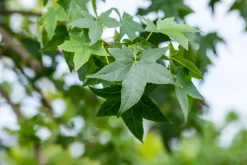 Liquidambar styraciflua (Amberboom)