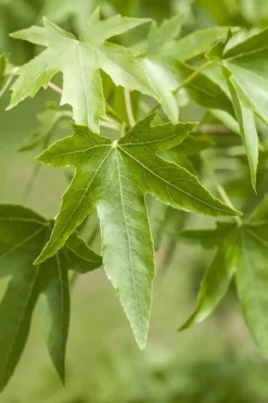 Liquidambar styraciflua (Amberboom)