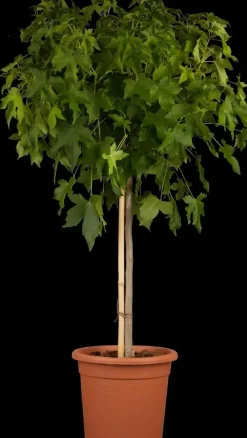 Liquidambar styraciflua (Amberboom)