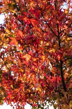 Liquidambar styraciflua (Amberboom)