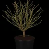 Liquidambar styraciflua 'Gum Ball' (Amberboom 'Gum Ball')