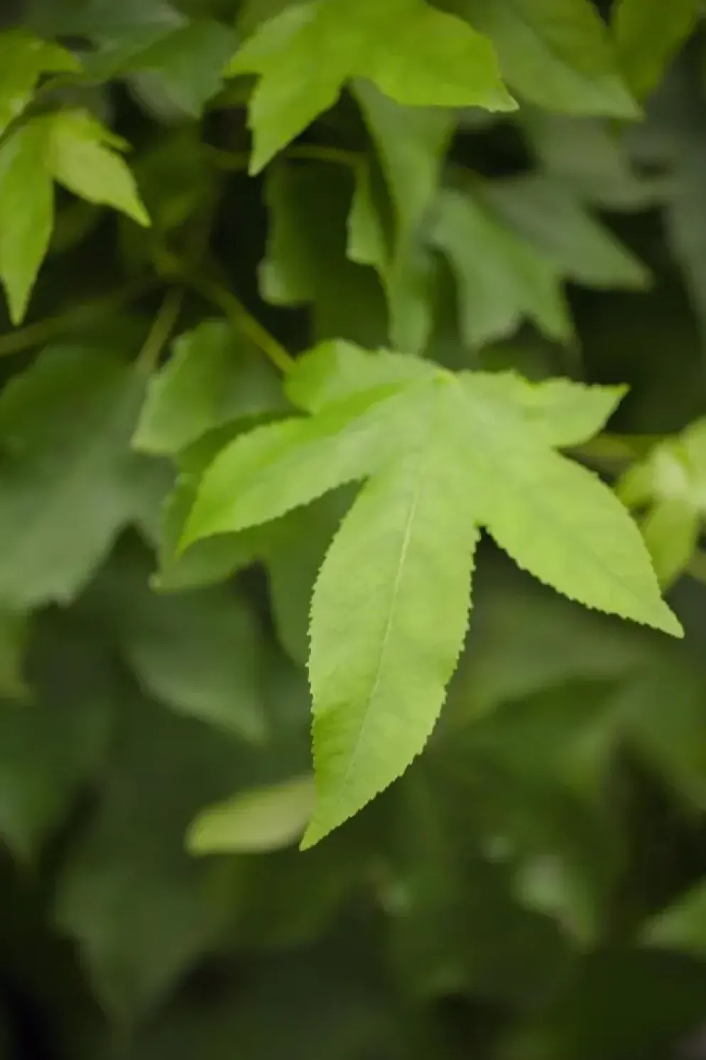 Liquidambar styraciflua 'Gum Ball' (Amberboom 'Gum Ball')