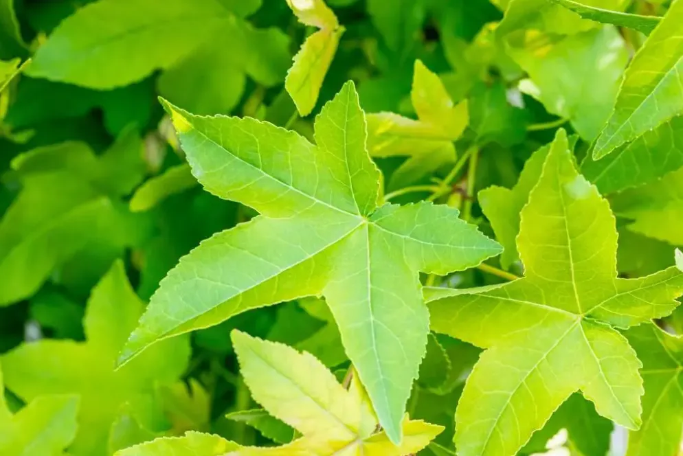 Liquidambar styraciflua 'Gum Ball' (Amberboom 'Gum Ball')