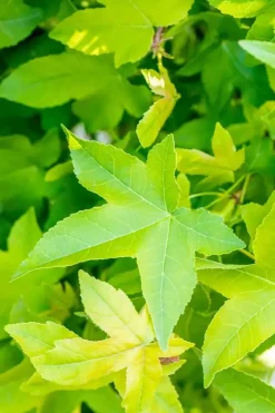 Liquidambar styraciflua 'Gum Ball' (Amberboom 'Gum Ball')