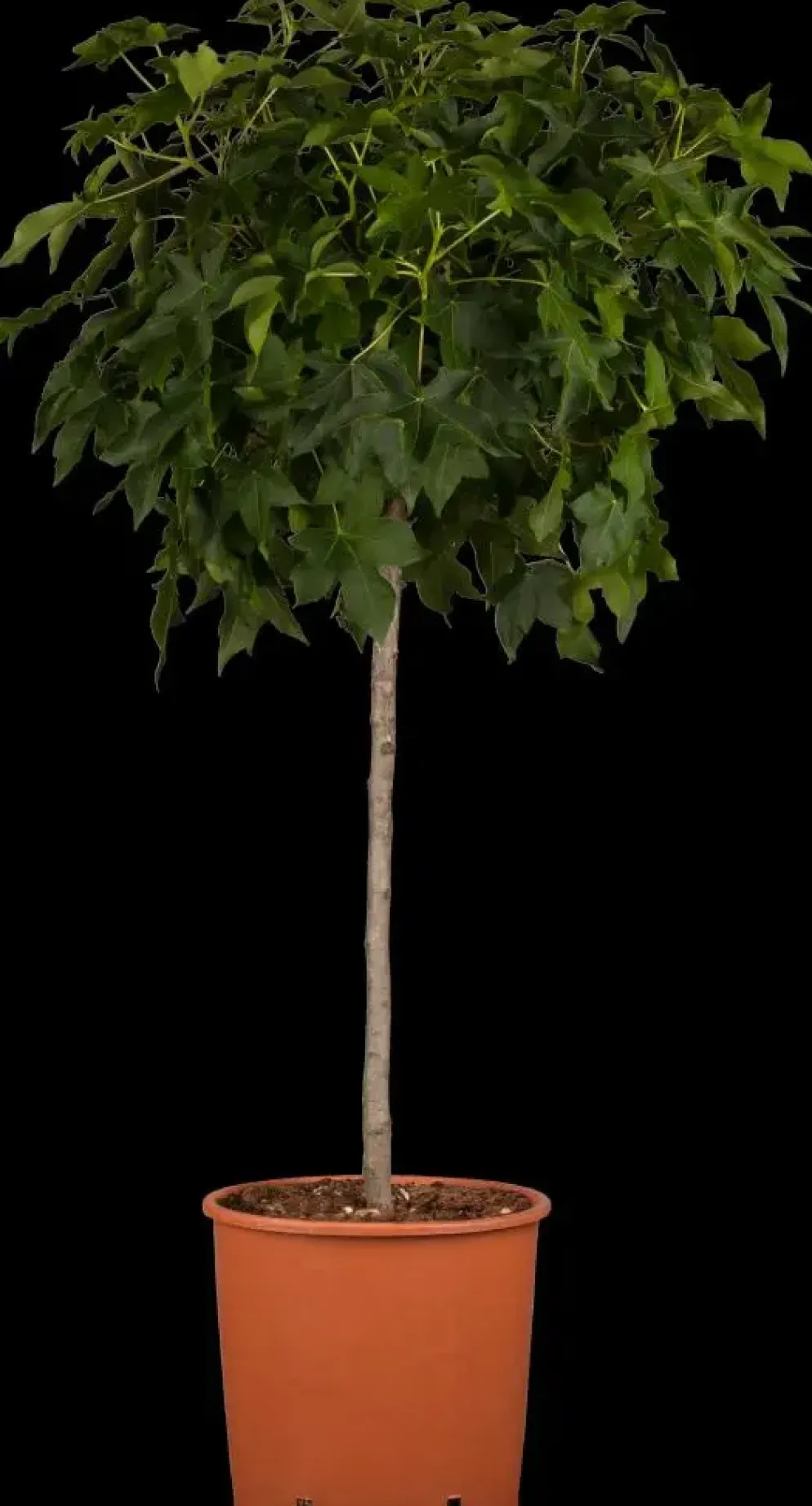 Liquidambar styraciflua 'Gum Ball' (Amberboom 'Gum Ball')