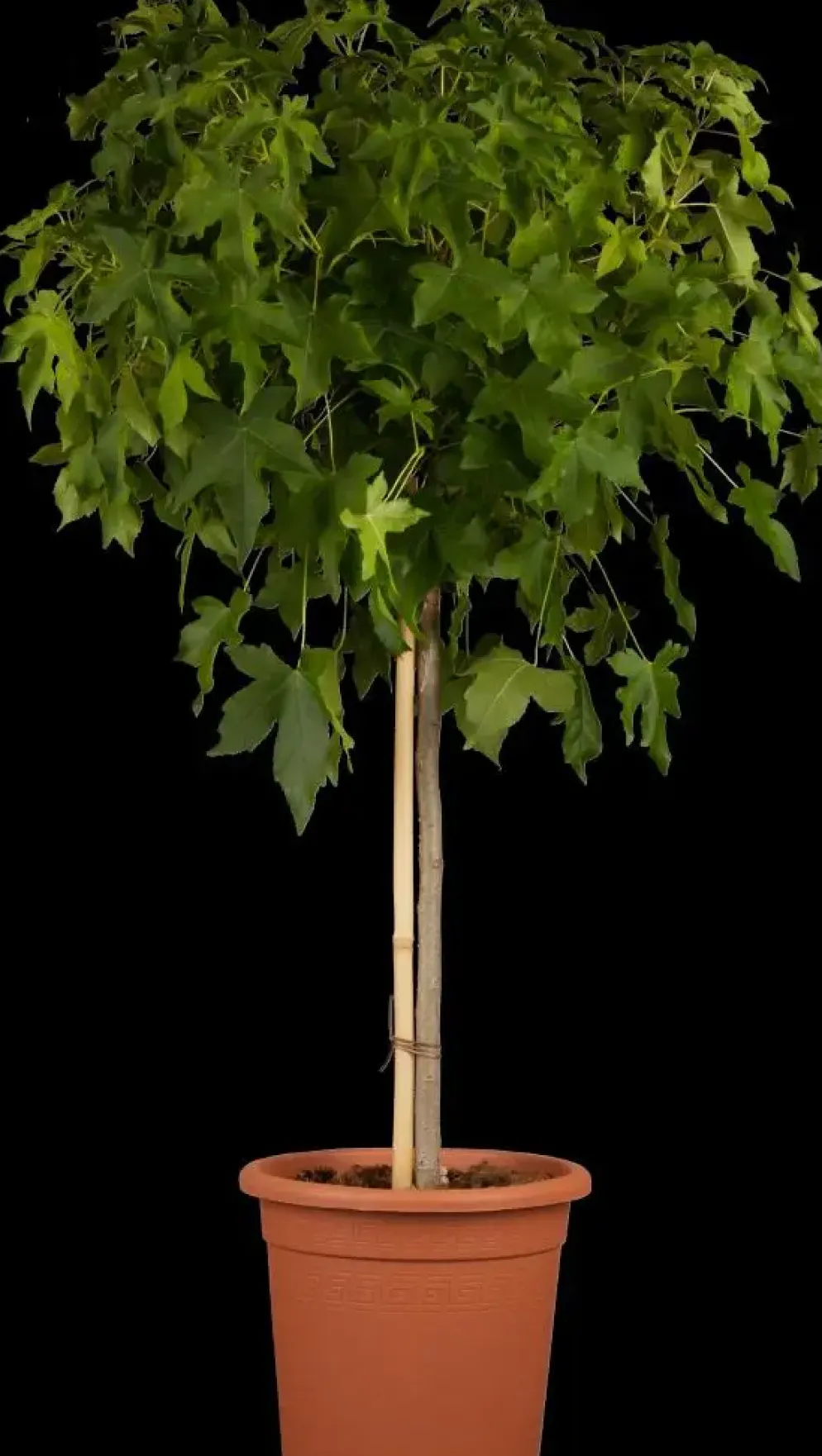 Liquidambar styraciflua 'Gum Ball' (Amberboom 'Gum Ball')