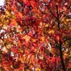 Liquidambar styraciflua 'Worplesdon' (Amberboom 'Worplesdon')