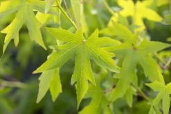 Liquidambar styraciflua 'Worplesdon' (Amberboom 'Worplesdon')