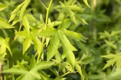 Liquidambar styraciflua 'Worplesdon' (Amberboom 'Worplesdon')
