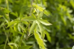 Liquidambar styraciflua 'Worplesdon' (Amberboom 'Worplesdon')