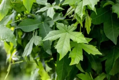 Liquidambar styraciflua 'Worplesdon' (Amberboom 'Worplesdon')