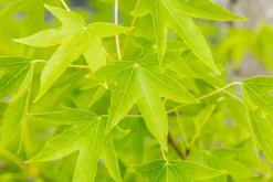 Liquidambar styraciflua 'Worplesdon' (Amberboom 'Worplesdon')