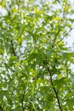 Liquidambar styraciflua 'Worplesdon' (Amberboom 'Worplesdon')