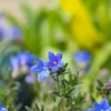 Lithodora diffusa 'Heavenly Blue' (Parelkruid)