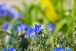 Lithodora diffusa 'Heavenly Blue' (Parelkruid)