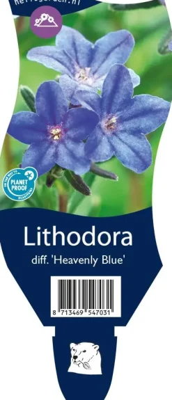 Lithodora diffusa 'Heavenly Blue' (Parelkruid)