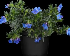 Lithodora diffusa 'Heavenly Blue' (Parelkruid)