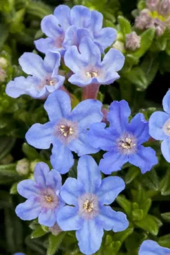 Lithodora diffusa 'Heavenly Blue' (Parelkruid)