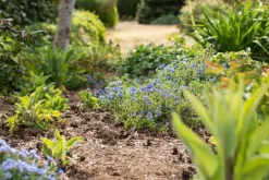 Lithodora diffusa 'Heavenly Blue' (Parelkruid)