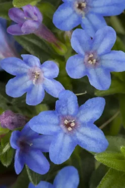 Lithodora diffusa 'Heavenly Blue' (Parelkruid)