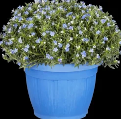 Lithodora diffusa 'Heavenly Blue' (Parelkruid)
