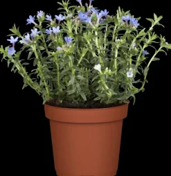 Lithodora diffusa 'Heavenly Blue' (Parelkruid)