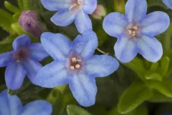 Lithodora diffusa 'Heavenly Blue' (Parelkruid)