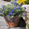 Lithodora diffusa (Parelkruid/steenzaad) 15 cm