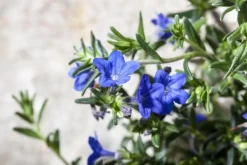 Lithodora diffusa (Parelkruid/steenzaad) 15 cm