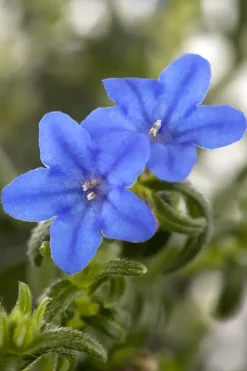 Lithodora diffusa (Parelkruid/steenzaad) 15 cm