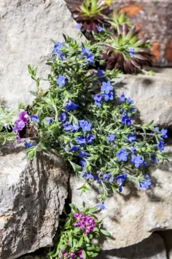 Lithodora diffusa (Parelkruid/steenzaad) 15 cm