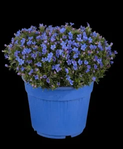Lithodora diffusa (Parelkruid/steenzaad) 15 cm