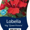 Lobelia fulgida 'Queen Victoria' (Tuinlobelia)