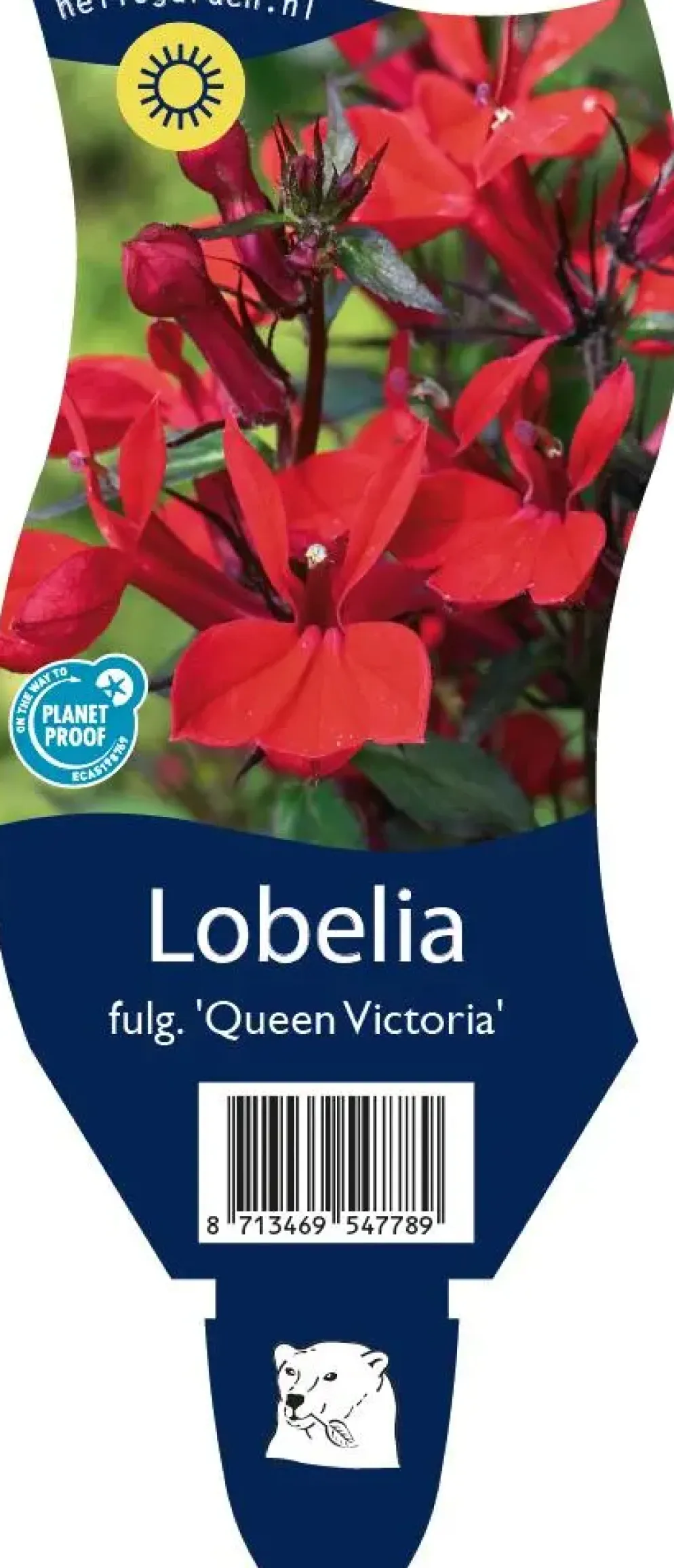 Lobelia fulgida 'Queen Victoria' (Tuinlobelia)