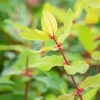 Lonicera caerulea 'kamtschatica' (Blauwe honingbes) fruitplant 60cm